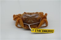 藏品(拉氏清溪蟹)的圖片